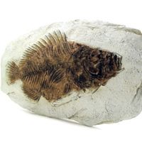 Versteinerter Urzeit Fisch - Fisch Fossil Replik – Bild 2