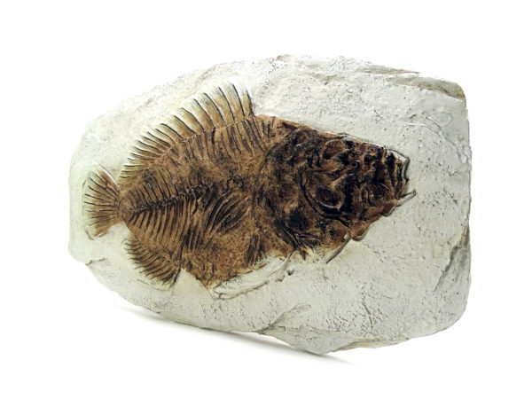 Versteinerter Urzeit Fisch - Fisch Fossil Replik – Bild 2