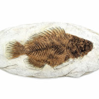 Versteinerter Urzeit Fisch - Fisch Fossil Replik – Bild 3