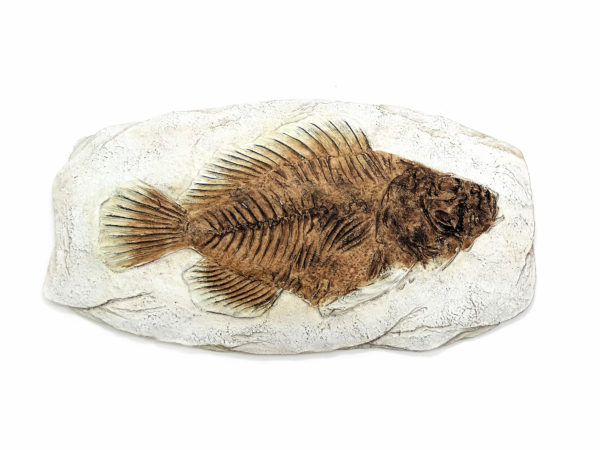 Versteinerter Urzeit Fisch - Fisch Fossil Replik – Bild 3