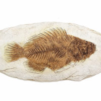 Versteinerter Urzeit Fisch - Fisch Fossil Replik