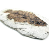 Versteinerter Urzeit Fisch - Fisch Fossil Replik – Bild 4